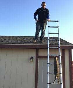 cat climbing a ladder